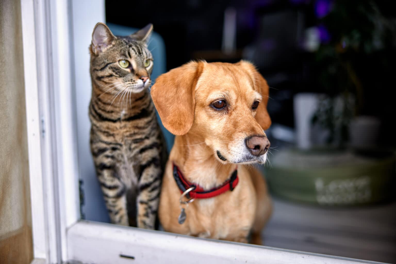 Dog and cat looking out the window waiting for their owner to come home.