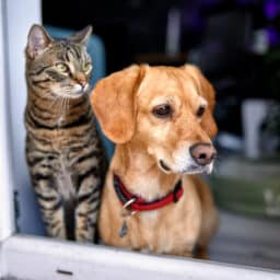 Dog and cat looking out the window waiting for their owner to come home.